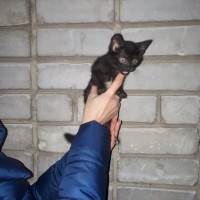 В добрые руки, котенок, окрас черный