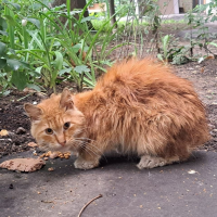 Отдам в добрые руки:  котик кот