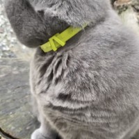 Пропал крупный кот Британец