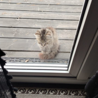 Найдено:  кошка кошка