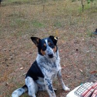 Ищем собаку