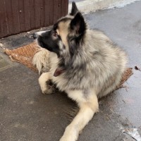 Найден пёс, окрас серо-коричневый