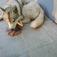Найдена собака, порода хаски, окрас серый