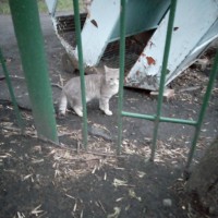 Найден кот\кошка, окрас светло-серый, полосатый