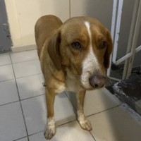 Найдена собака (мальчик) в районе Морпорта