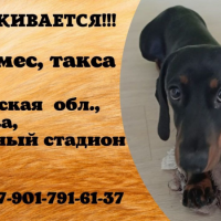 Потеряно:  собака собака щенок собака