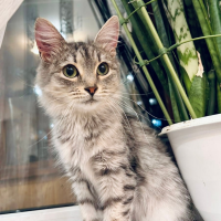 Отдам в добрые руки:  девочка