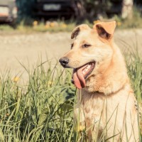 В добрые руки, собака, окрас рыжий