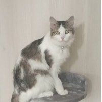 Потерялась кошка Муся.