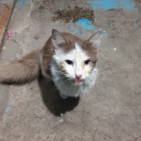 Найдена кошка. окрас серо-белый, пушистая