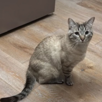 Найдено:  кот