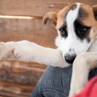 В добрые руки, собака, окрас белый с коричневыми пятнами