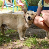 В добрые руки, пес, окрас светлый