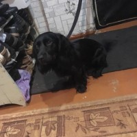 Найдена собака, порода такса, окрас черный