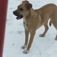 Найдена собака, окрас коричневый с белыми пятнами