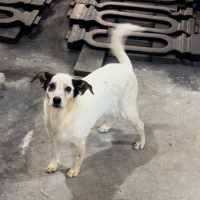 Потеряно:  собака