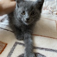 В добрые руки котенок, окрас серый
