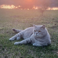 Потеряно:  кот