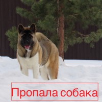 Пропала собака, порода американская акита, окрас рыже-белый