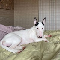 Пропала собака!