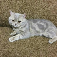 Пропал кот, порода британская, окрас серый