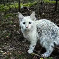 Потеряно:  кота кошечку