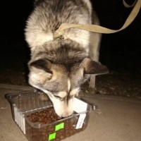 Найден пес, порода хаски