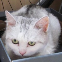 Найдена кошка, окрас бело-серый