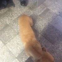Найдена собака, порода питбуль, окрас рыжий