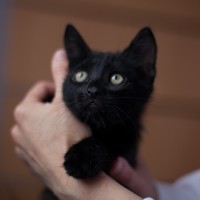 В добрые руки, котенок, окрас черный