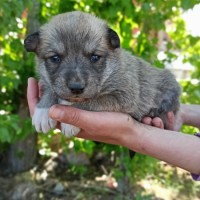 В добрые руки, щенки