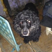 Найдена собака, порода кокер-спаниель