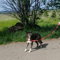 В добрые руки, собака, окрас черно-белый