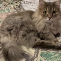 Отдам в добрые руки:  котика кот