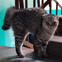 Найдена кошка, окрас серый, полосатая