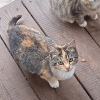 Потеряно:  кошка