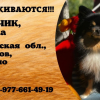 Потеряно:  собака собака