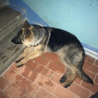 Найдена собака, порода немецкая овчарка, окрас черно-коричневый