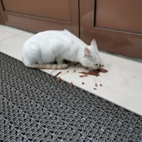 Найдена кошка, окрас белый с рыжими пятнашками