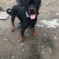 Найден пёс, порода ротвейлер, окрас черный с коричневыми пятнами