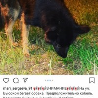 Найдена собака\пес, окрас черный, коричневые лапы