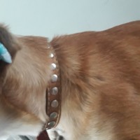 Была найдена собака цвет серебристый