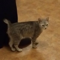Найдена кошка, окрас серый, полосатый