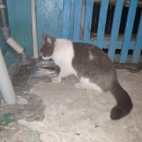 Найден котенок, окрас дымчато-белый