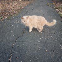 Найден кот, окрас персиковый, пушистый