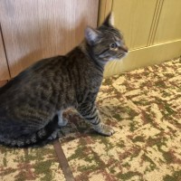 Найден кот, окрас черно-серый, полосатый