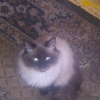 Пропал кот, порода сиамский, окрас черно-белый