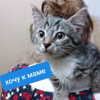 В добрые руки, котенок, окрас серый с белыми пятнами