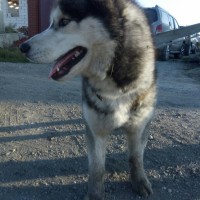 Найден пес, порода хаски, окрас черно-серый