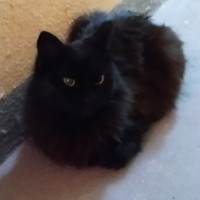Найден кот\кошка, окрас черный, пушистая